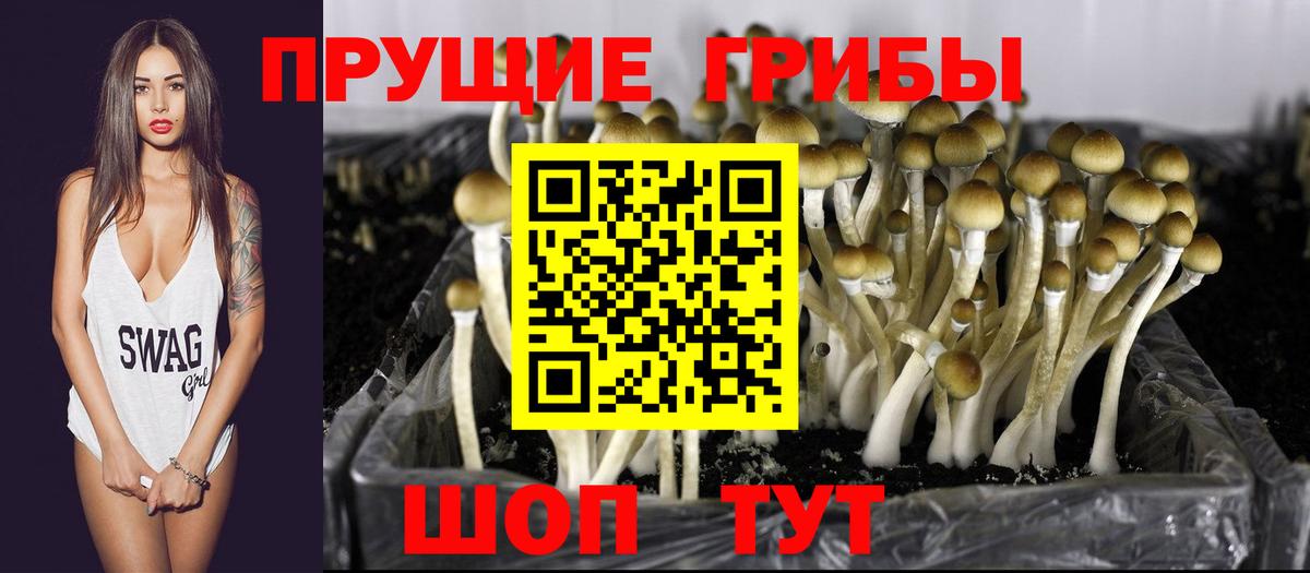Гусев  Псилоцибиновые грибы MAGIC MUSHROOMS  Вход с VPN 